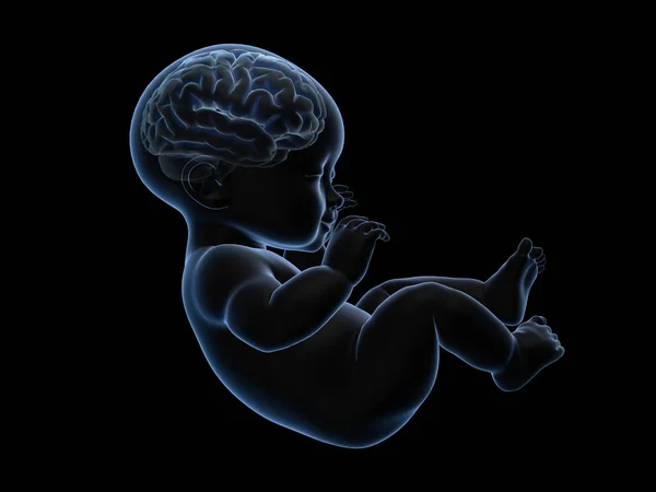 3D raio-x de renderização do bebê com o cérebro dentro . — Fotografia de Stock