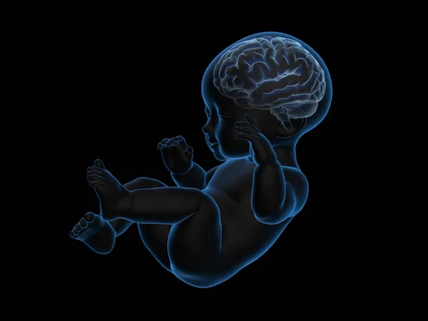 3D rendering ακτινογραφία του μωρού με το μυαλό στο εσωτερικό. — Φωτογραφία Αρχείου