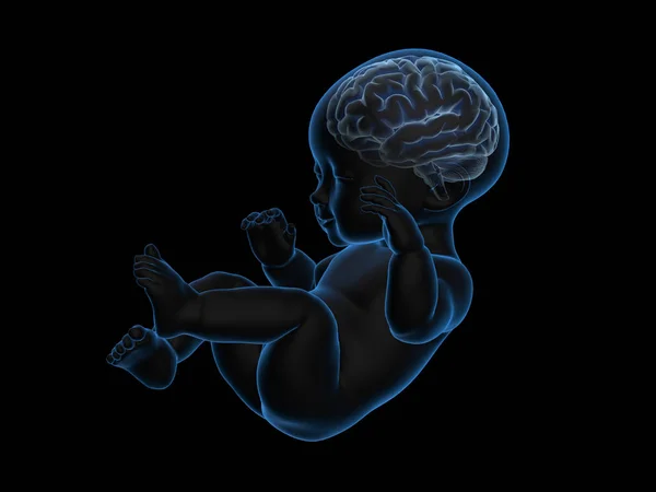 Bebeğin beyninin içinde ile 3D render x-ray.