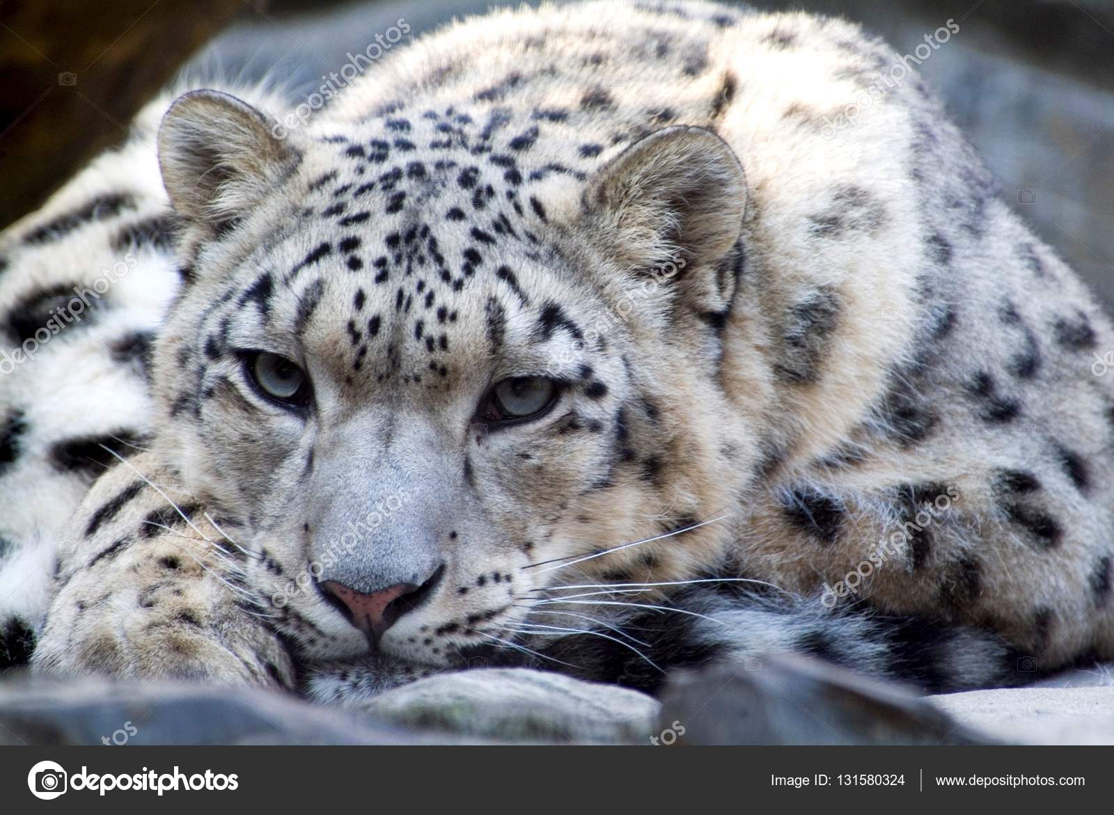 Илбирс снежный барс. Тигр из московского зоопарка. Переднеазиатский леопард котята. Разведение редких животных. Белобрюхий тапир.