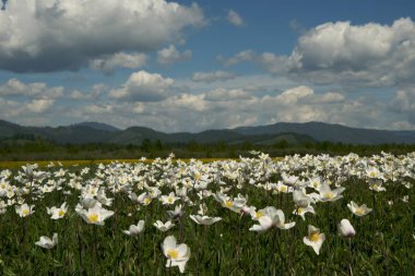 Beyaz çiçek alanı