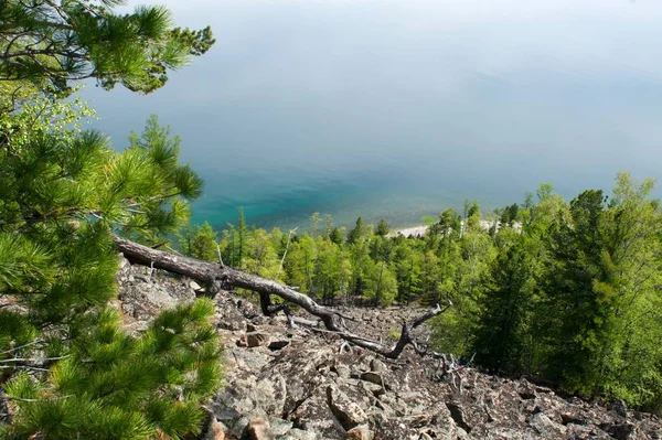 Alberi di conifere sulla riva del lago — Foto Stock