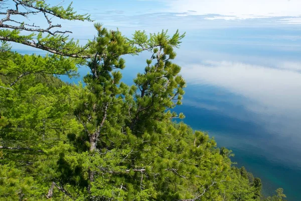 Árboles de coníferas a orillas del lago — Foto de Stock