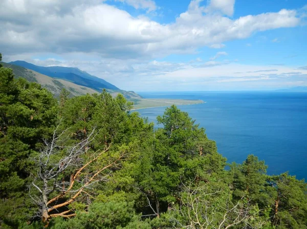 Alberi di conifere sulla riva del lago — Foto Stock