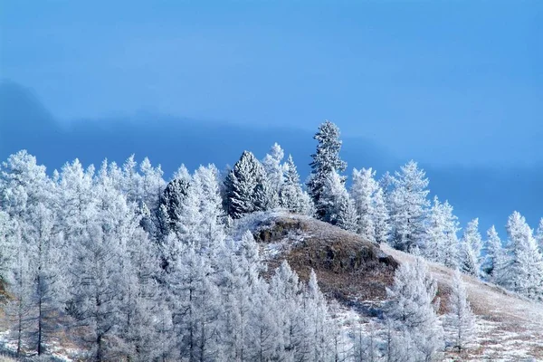 Winter schneebedeckte Bäume auf Bergseite blauer Himmel Hintergrund — Stockfoto