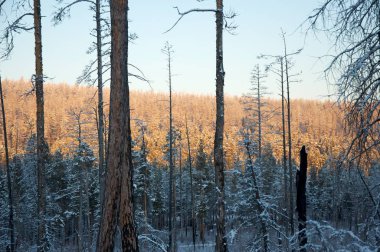 Günbatımı ağaçlar arasında ahşap