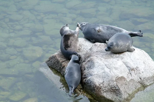 Le phoque du Baïkal nerpa — Photo