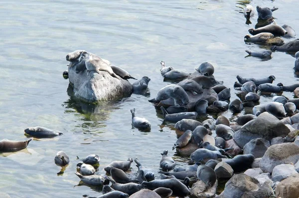 The Baikal seal nerpa — Stock Photo, Image