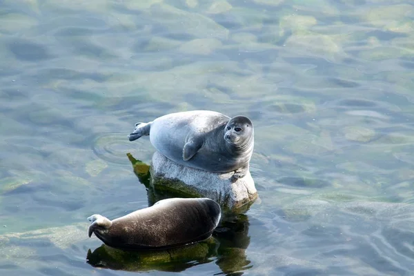 La foca Baikal nerpa — Foto de Stock