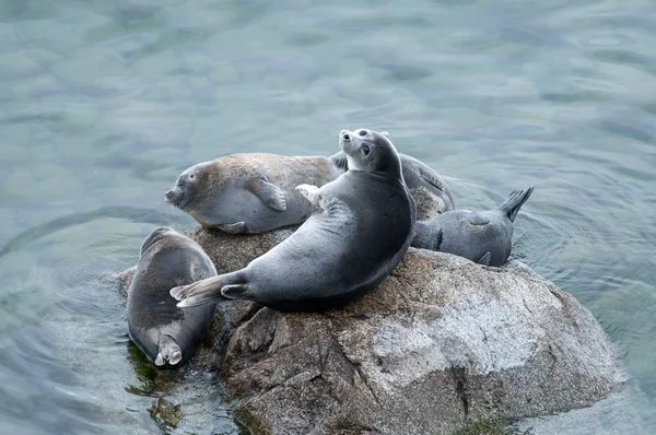 La foca Baikal nerpa — Foto de Stock