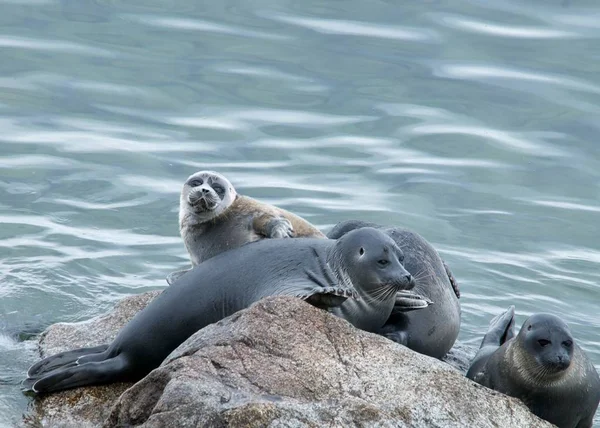 La foca Baikal nerpa — Foto de Stock