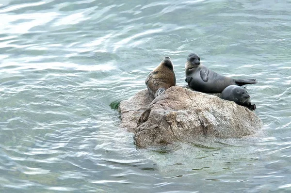 Le phoque du Baïkal nerpa — Photo