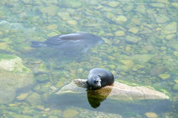 La foca Baikal nerpa — Foto de Stock