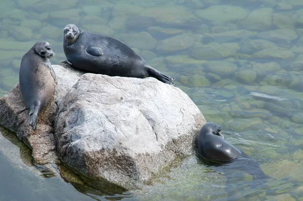 La foca Baikal nerpa — Foto de Stock