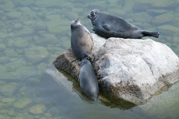 La foca Baikal nerpa — Foto de Stock