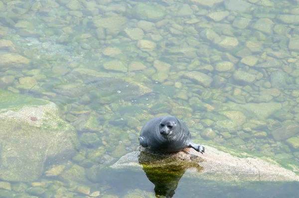 La foca Baikal nerpa — Foto de Stock