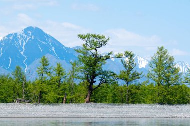 Baykal, yatay, yeşil bahar orman ve mavi karlı dağ