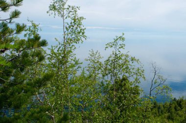 Deniz Baykal ağaçta