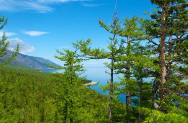 Deniz Baykal ağaçta