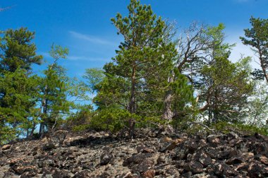 Yeşil bahar orman, Baykal yatay