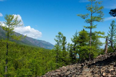 Yeşil bahar orman, Baykal yatay