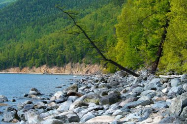 Yeşil bahar orman, Baykal yatay