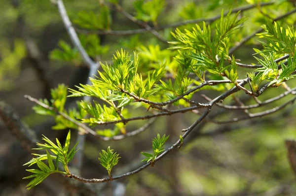 Baikalsee. einsamer Baum im Frühling an Land — Stockfoto