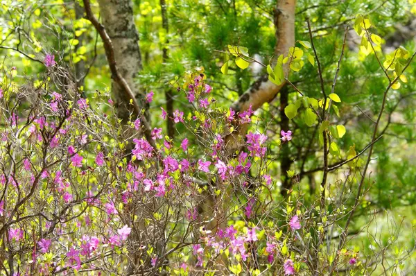 Vackra rosa blommor på våren skog vid soluppgången — Stockfoto