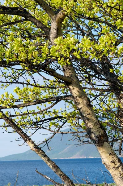 Deniz Baykal. Yalnız ağacında karaya bahar
