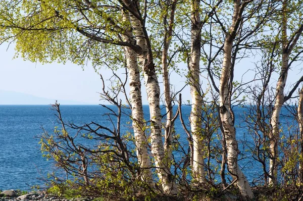 Λίμνη Βαϊκάλη. Δέντρα στην ξηρά στην άνοιξη — Φωτογραφία Αρχείου