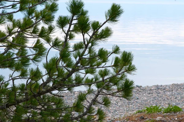 Lago Baikal. Árboles en tierra en primavera — Foto de Stock