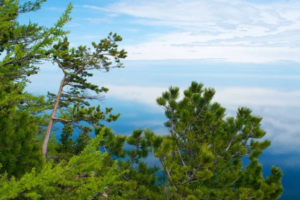 Deniz Baykal ağaçta