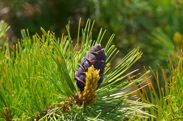 Young larch cone hiding in bright green needles — Stock Photo, Image
