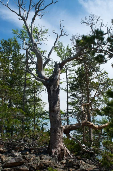 Ölü kuru çam ağacı mavi gökyüzü arka plan karşı silüeti.