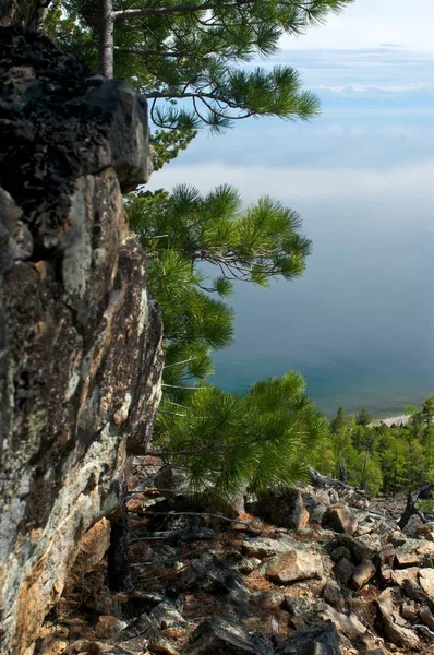 Dağlar arasında tek ağaç