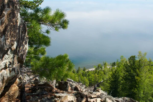 Dağlar arasında tek ağaç — Stok fotoğraf