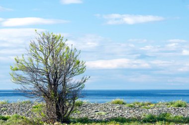 Mavi gökyüzüne ve Baykal Gölü arka planına karşı ağacın silueti.