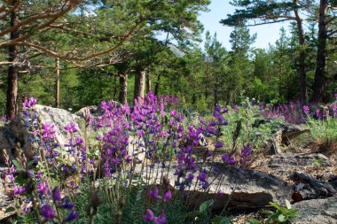 sihirli pembe ormangülü çiçek Dağları