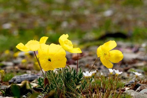 Schöne gelbe Blüten hoch im Baikalsee — Stockfoto