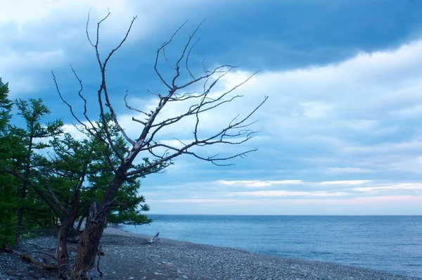 Silhouet van dood droge naaldboom tegen blauwe hemelachtergrond. — Stockfoto
