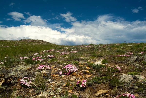 Magische rosa Rhododendron-Blüten in den Bergen — Stockfoto