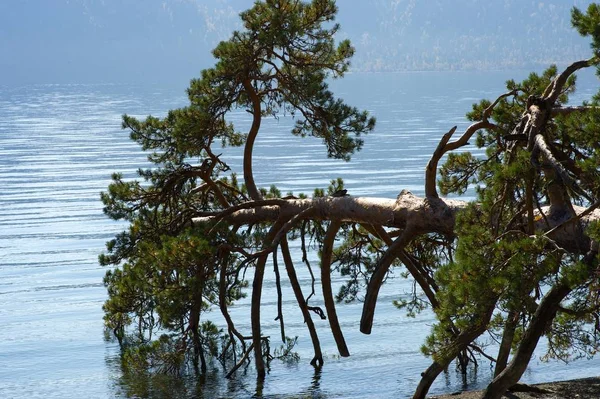 Πεσμένο δέντρο σε λίμνη — Φωτογραφία Αρχείου
