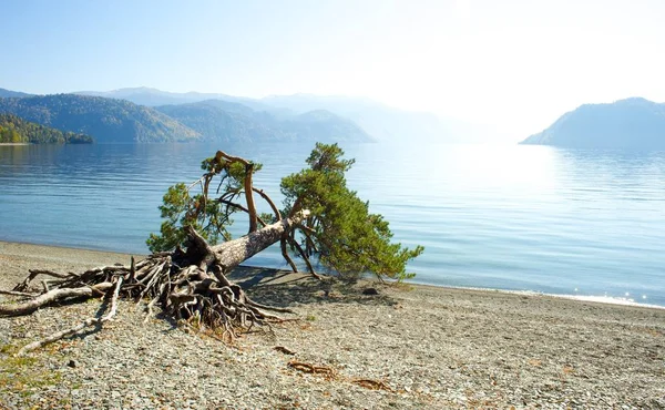 Albero caduto sul lago — Foto Stock