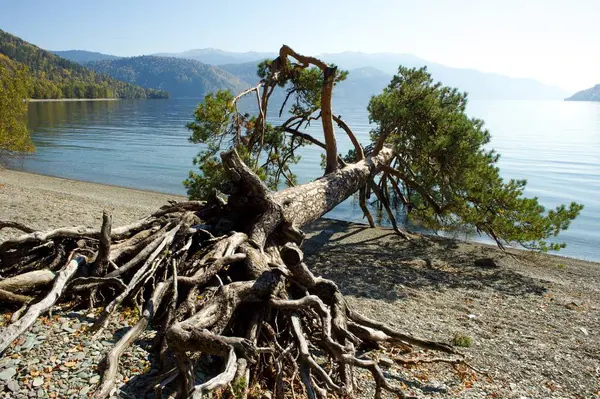 Πεσμένο δέντρο σε λίμνη — Φωτογραφία Αρχείου