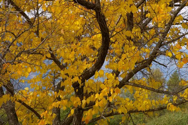 Φθινοπωρινό δέντρο στην περιοχή Αλτάι στη Ρωσία. — Φωτογραφία Αρχείου
