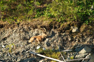 ölü odun bir arka plan üzerinde dağ keçisi