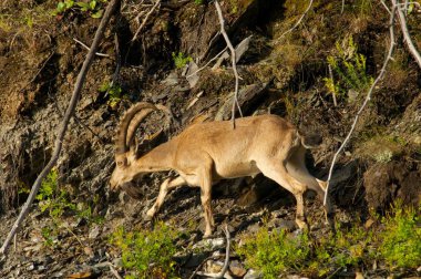 Yeşil orman dağlarında bir arka plan üzerinde dağ keçisi