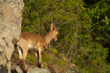 Yeşil orman dağlarında bir arka plan üzerinde dağ keçisi