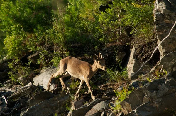 Steenbok op een achtergrond van groene bossen in de bergen — Stockfoto