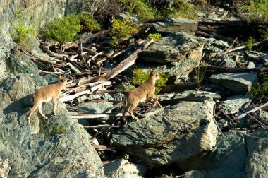 dağlar kadar dağ keçisi sürüsü